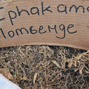 Iphakama lomsenge umuthi