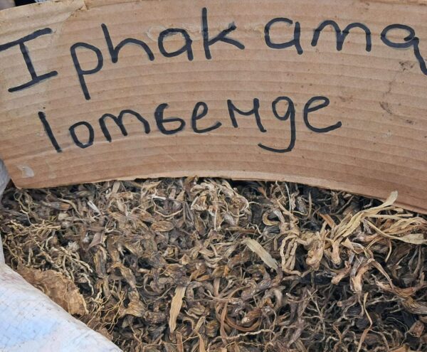 Iphakama lomsenge umuthi