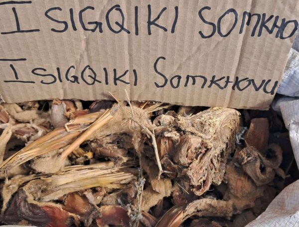Isigqiki Somkhovu