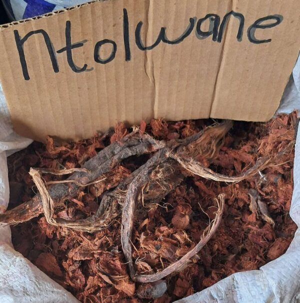 Intolwane