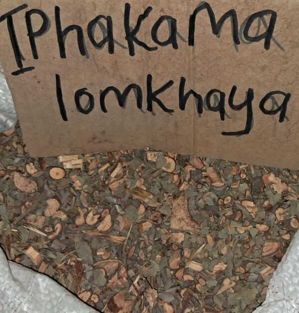 iphakama lomkhaya umuthi