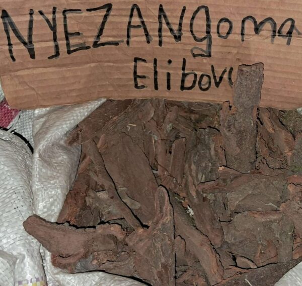 Nyazangoma elibovu umuthi