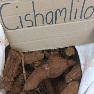 Cishamlilo