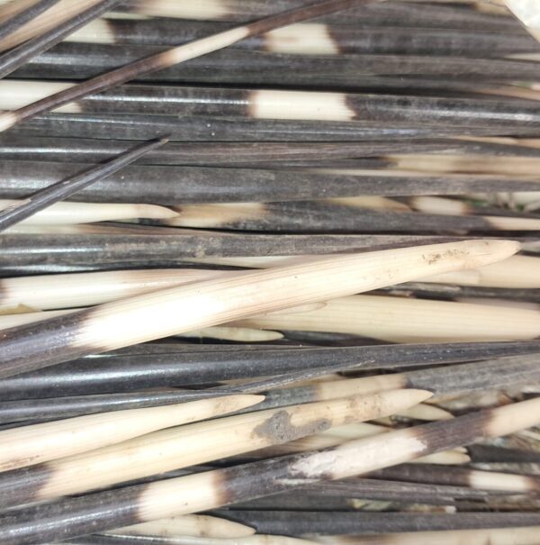 Amasiba eNgungumbane