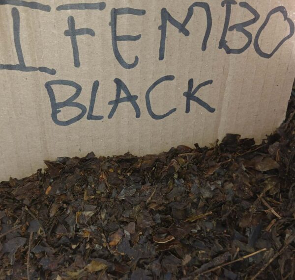 Ifembo elimnyama umuthi