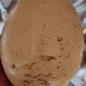 Ostrich egg