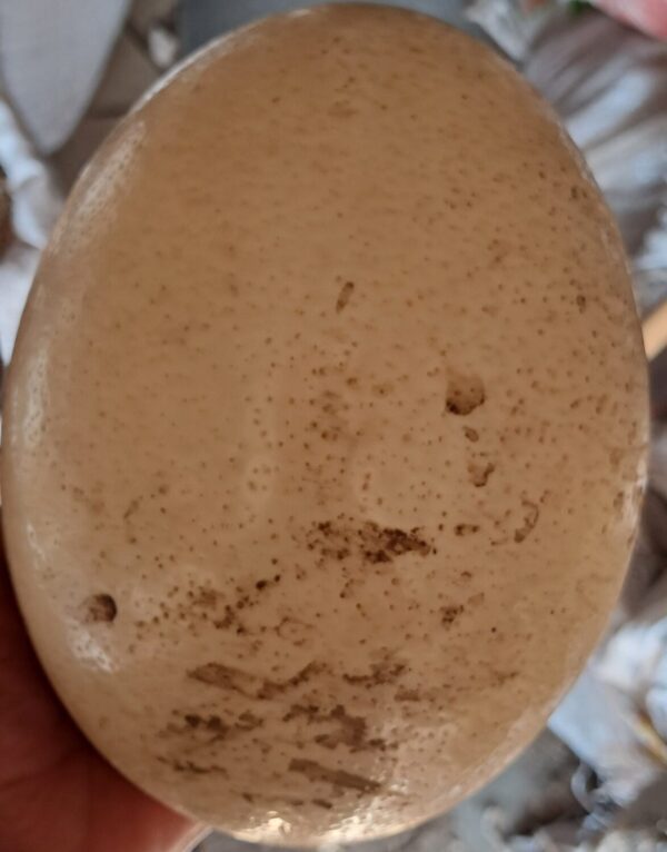 Ostrich egg