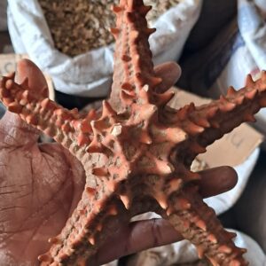 Inkanyezi yolwandle umuthi