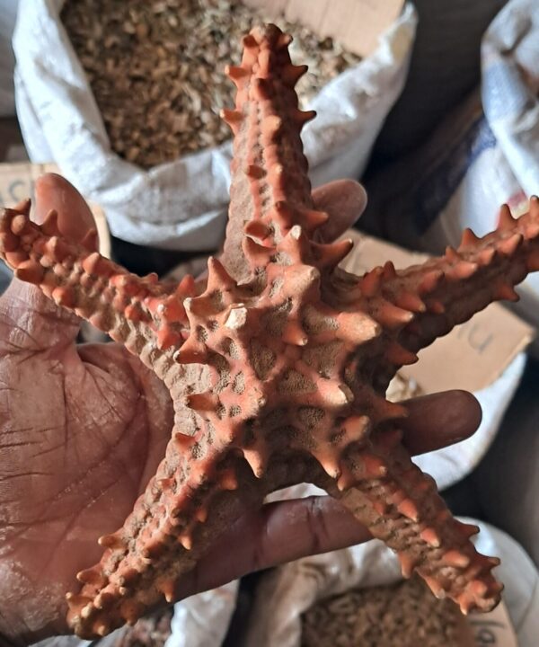 Inkanyezi yolwandle umuthi