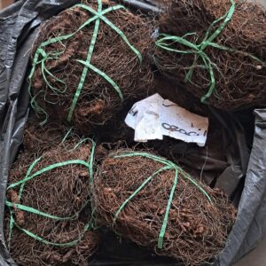 Mfana ozacile umuthi