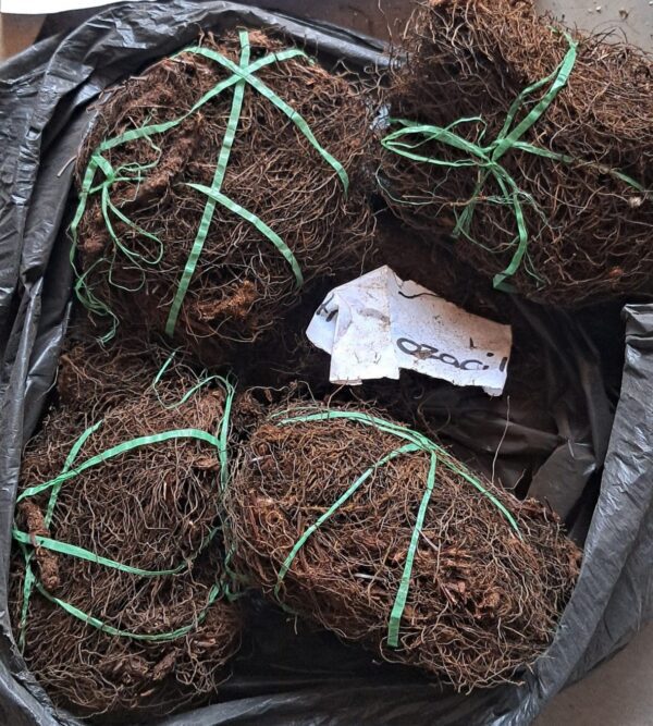 Mfana ozacile umuthi