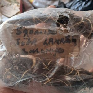 Soka LakaZulu umuthi