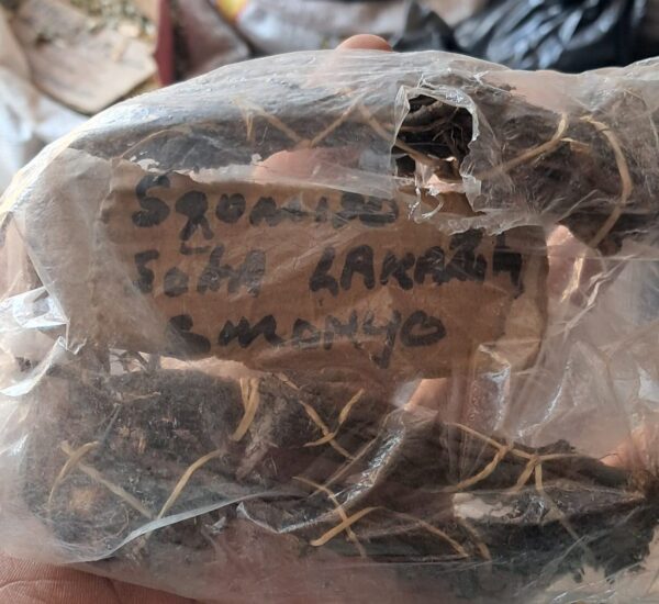 Soka LakaZulu umuthi