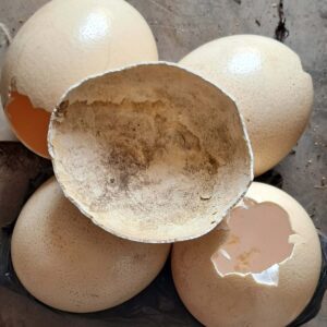 Ostrich shell umuthi