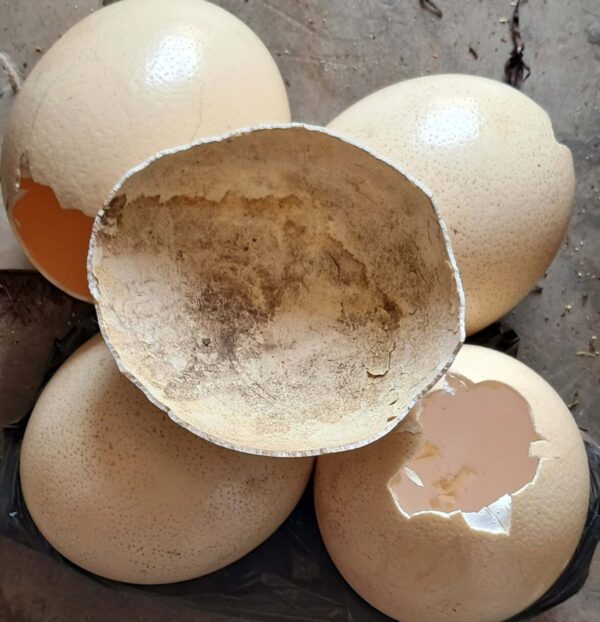 Ostrich shell umuthi