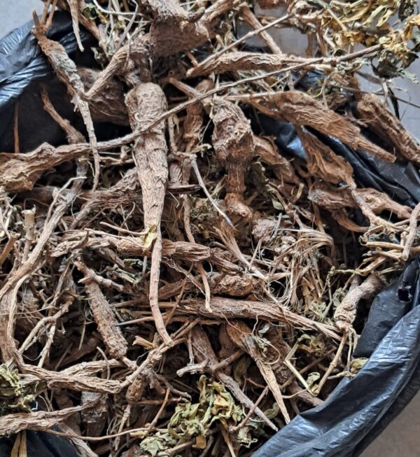 Bhekamina ngedwa umuthi