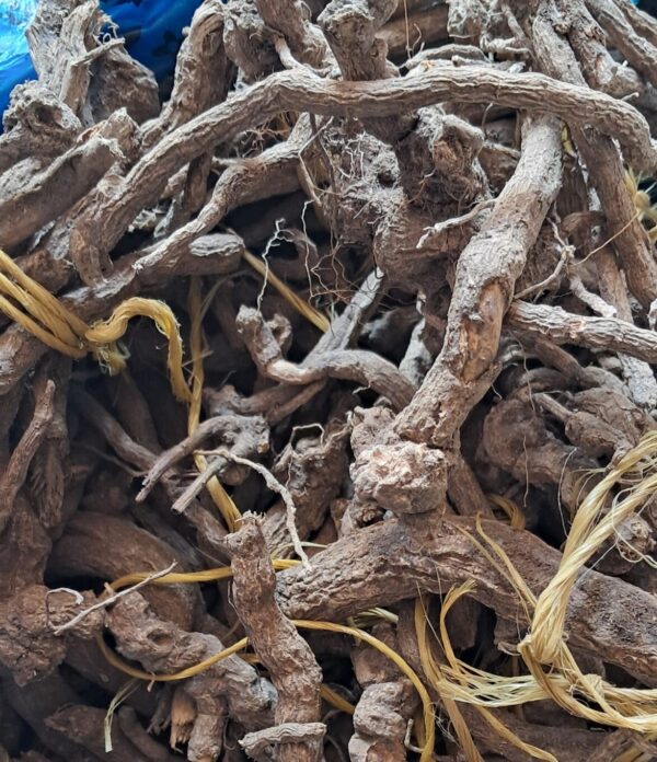 Mayisaka Omhlophe umuthi