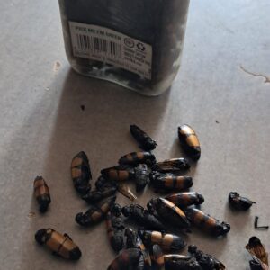 Amabhungane izilwane