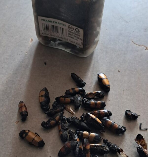 Amabhungane izilwane