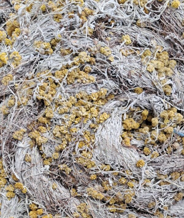 Impepho Yabantu Abadala