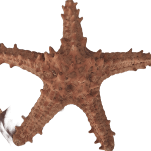 Inkanyezi Yolwandle umuthi