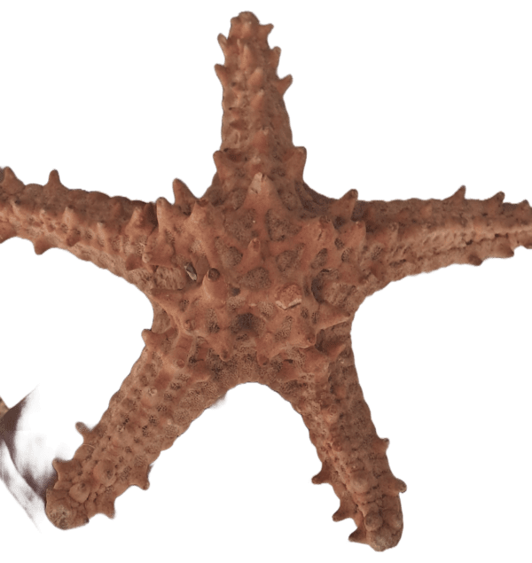 Inkanyezi Yolwandle umuthi