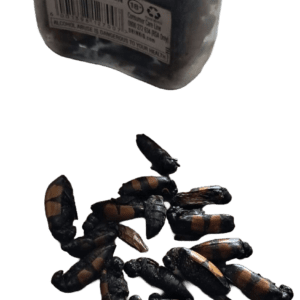 Amabhungane izilwane