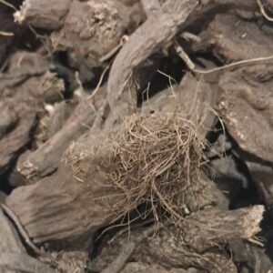 Umanzi amnyama (amanzi amnyama / manzamnyama)
